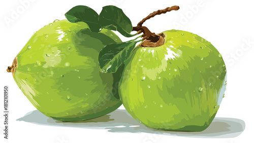 Fresh Green Coconut on White Background - Vector Illustration for Various Projects