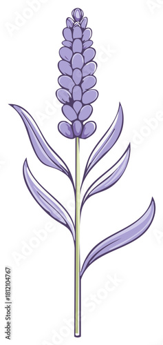 Single sprig of elegant lavender with fresh green stem and subtle shading forming a pretty design element