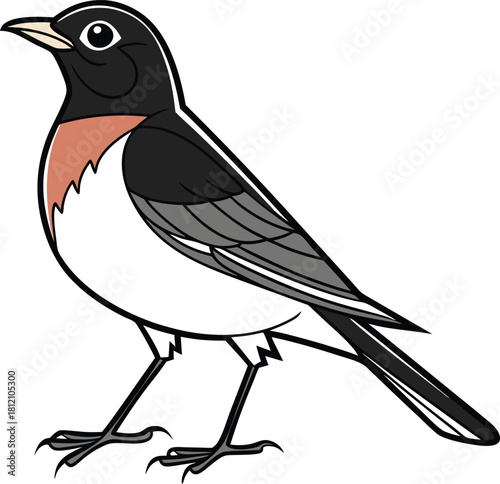 Illustration of an American robin bird with black head and orange breast