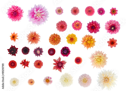Dahlia flower isolations top down  - 34 different cultivars in a variety of colours, all in correct proportion 