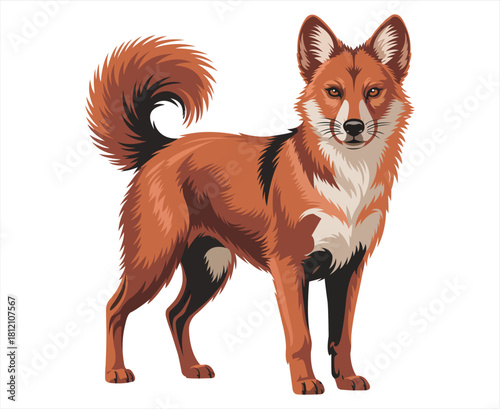 A beautifully illustrated dhole a wild dog with a striking reddish coat