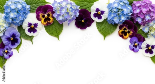 A colorful border of pansies and hydrangeas with green leaves on a white background.