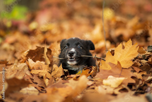 border collie puppy lying among fallen autumn leaves chewing on a stick