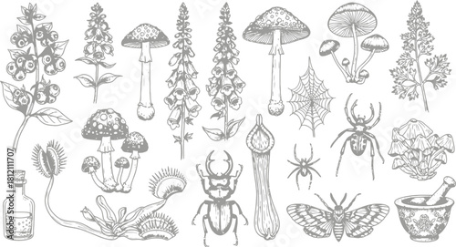 Vintage Forest Elements Collection Illustration