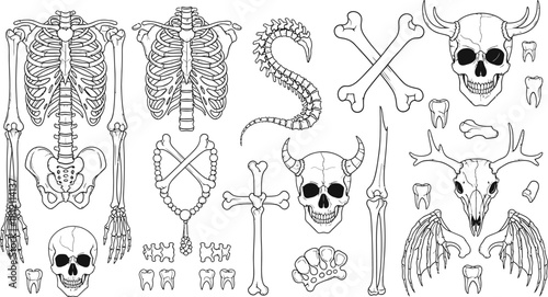 Skeleton Anatomy And Dark Fantasy Elements Collection