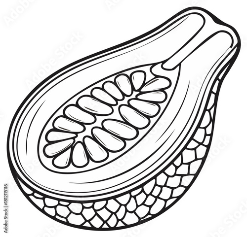 Half Papaya Slice Line Art Illustration with Seeds and Skin Texture Detail