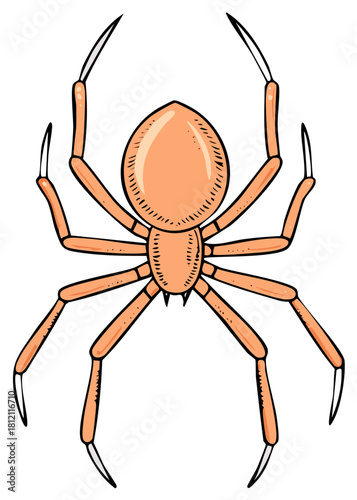 Stylized orange spider cartoon illustration with black outlines. Top down view of a creepy arachnid.