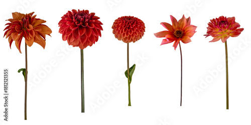Fototapeta Dahlia flower and stems - Isolated PNG file of side-on images of 5 different dah