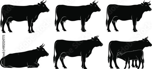 Cow silhouette collection, black vector illustration, farm animal poses, standing and lying cows, calf nursing, livestock design, rural theme, agriculture concept