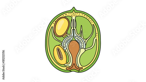 Detailed crosssection diagram of a fruits internal structure