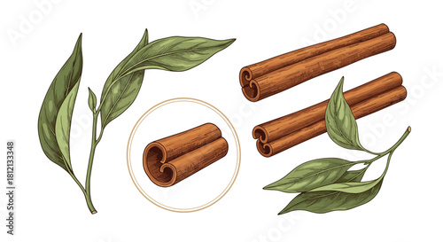 A collection of hand-drawn cinnamon sticks and cinnamon tree branches with green leaves isolated on a white background design.