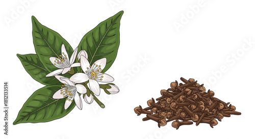Hand-drawn botanical illustration of clove flowers and leaves next to a pile of dried clove spice on a white background.
