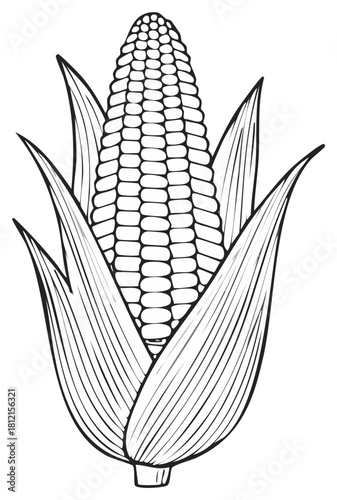 Corn on the Cob Graphic Illustration Detail of Kernels and Hulls Fresh Harvest