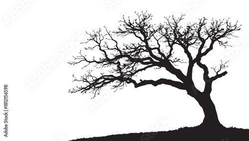 Striking silhouette of a bare tree standing tall, branches reaching skyward in winter, evokes peace and serenity for design elements and creative projects