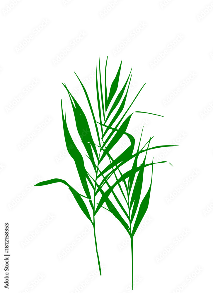 Fototapeta premium green plant isolated on white background