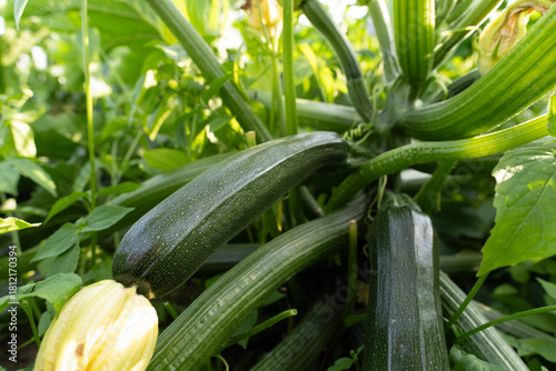 Fresh zucchini growing on organic farm soil, close-up vegetable cultivation
zucchini, courgette, vegetable, organic vegetables, fresh produce, farm vegetables, crop cultivation, vegetable farming, org
