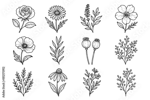 Branches seed floral herbs icon pods vector florals vintage poppy ink