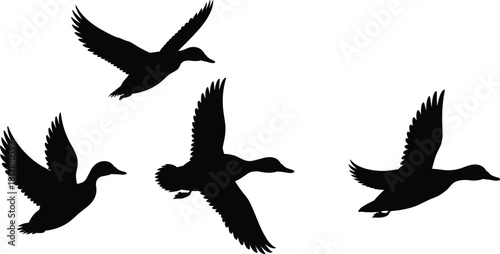 Flying duck silhouettes, bird in motion, wing posture, black vector, wildlife icon, nature sketch, migration, flight, design