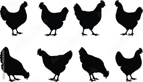 Chicken silhouettes, poultry icons, farm animal poses, black vector, pecking sketch, standing bird, nature design, livestock symbol