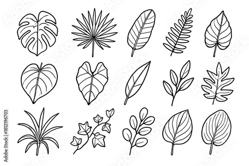 Dracaena leaf icon vector tropical fern monstera philodendron hosta eucalyptus split
