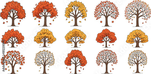 Set of 15 deciduous autumn trees showing leaf shedding stages, seasonal vector illustration for nature, education, and design themes