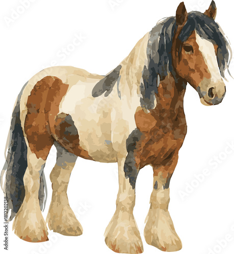Vector adorable realistic watercolor illustration of a Gypsy Vanner horse
