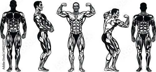 Muscular bodybuilder anatomy illustration, man flexing muscles vector, gym fitness physique set, strong male silhouette, bodybuilding posing collection