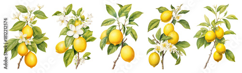 PNG Vintage citrus botanical illustration, element set on transparent background
