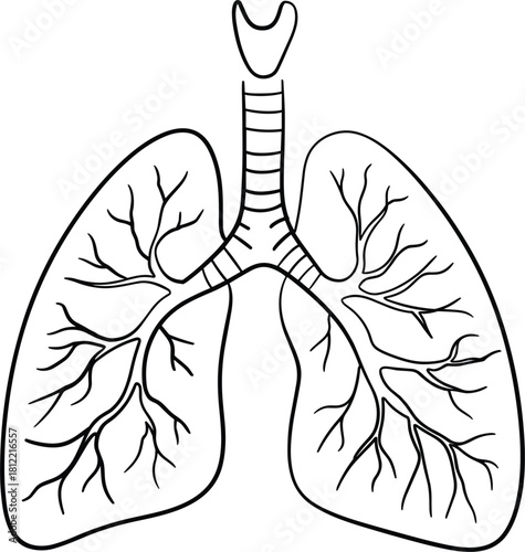 Human Lungs Anatomy Diagram Outline Illustration respiratory system human body