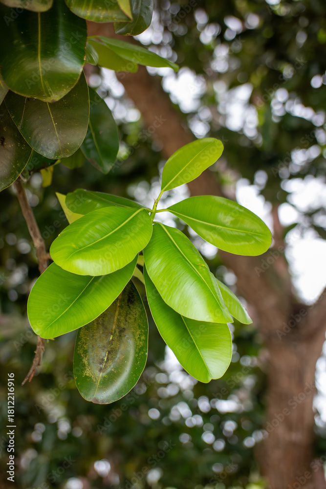 Obraz premium Cluster of Vibrant Green, Glossy Tropical Leaves