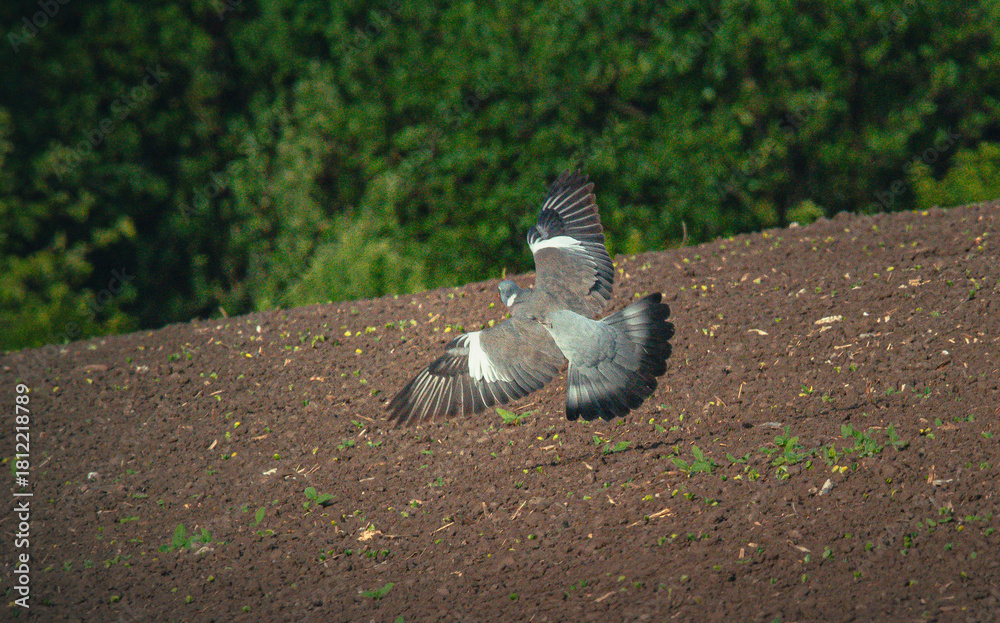 Fototapeta premium Wild bird