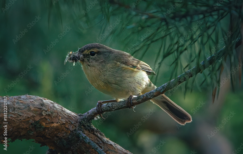 Naklejka premium Wild bird