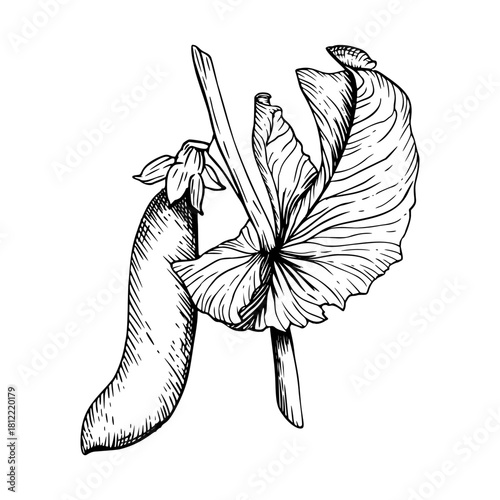 A green pea stem with leaf and one closed pod. Black and white hand drawn botanical style vector illustration. Painted by black inks. Perfect for cards clip art.