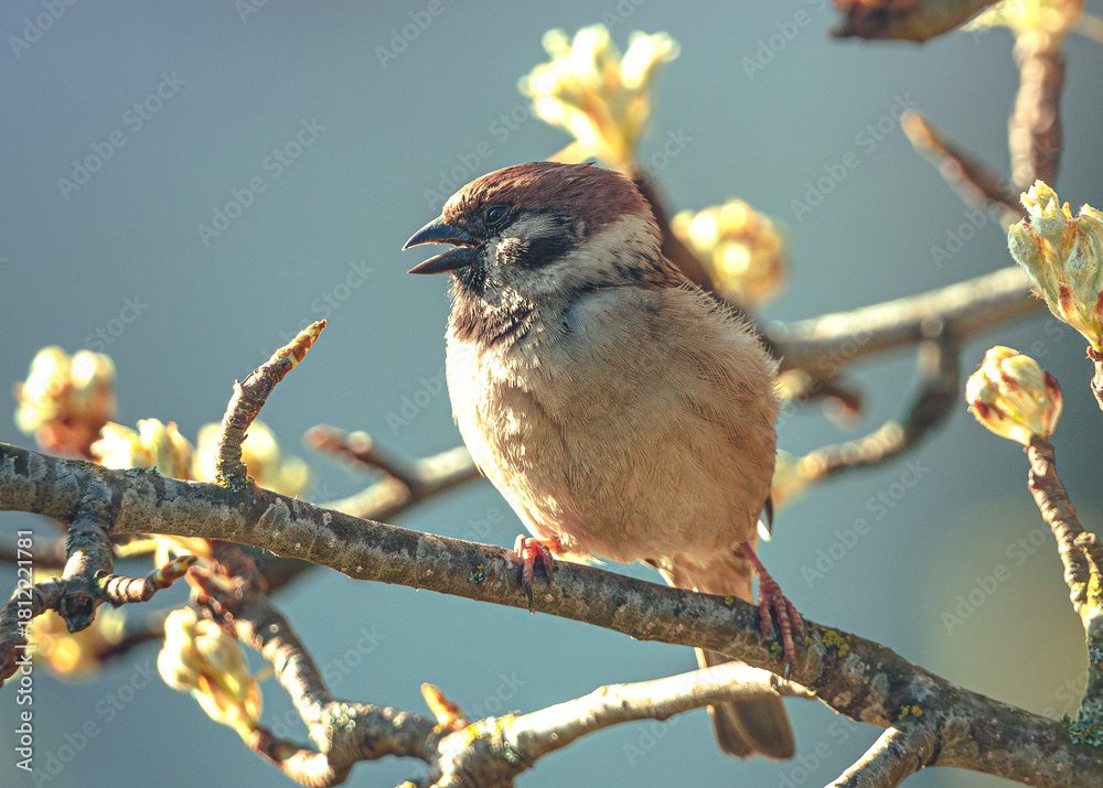 Fototapeta premium Sparrow