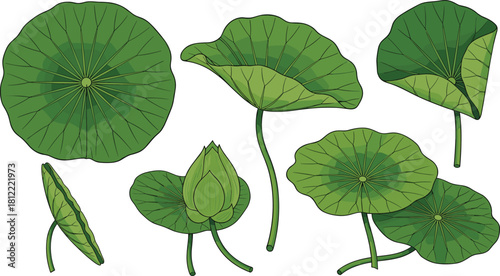 Lotus leaf vector illustration set, green water lily pads collection, botanical nature elements, aquatic plant isolated on white, pond landscape design assets