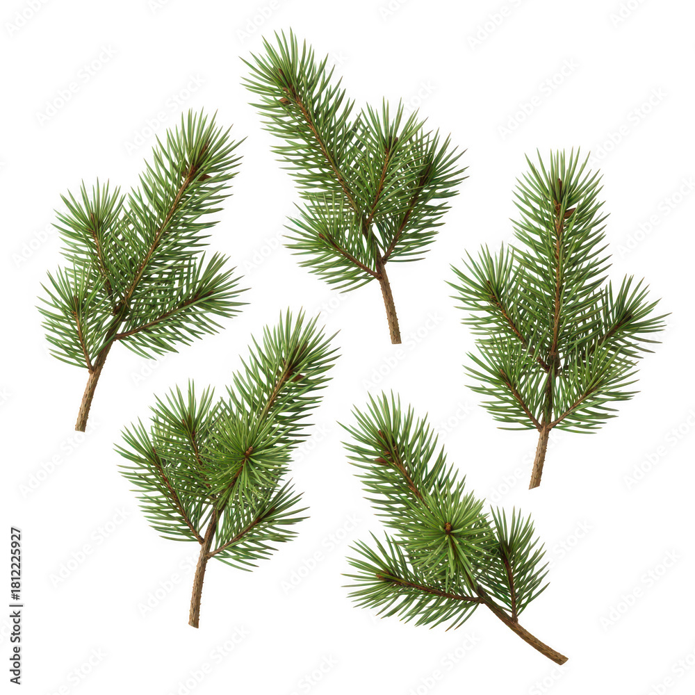 Naklejka premium Five pine branches are isolated on transparent background, creating a natural and festive element for winter designs, holiday decorations, or seasonal projects