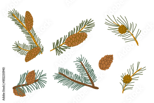 Cartoon pine branch, fir tree branch and spruce with cones set isolated on white background. Vector illustration of evergreen tree plant parts, pinecones.