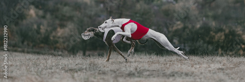 Tablou pe pânză Two greyhounds running full speed outdoors in red and white vests