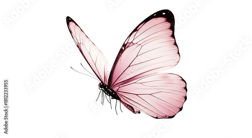 Elegant pink butterfly with delicate wings isolated on transparent background