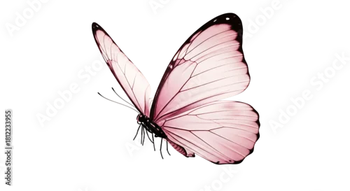 Obraz Elegant pink butterfly with delicate wings isolated on transparent background