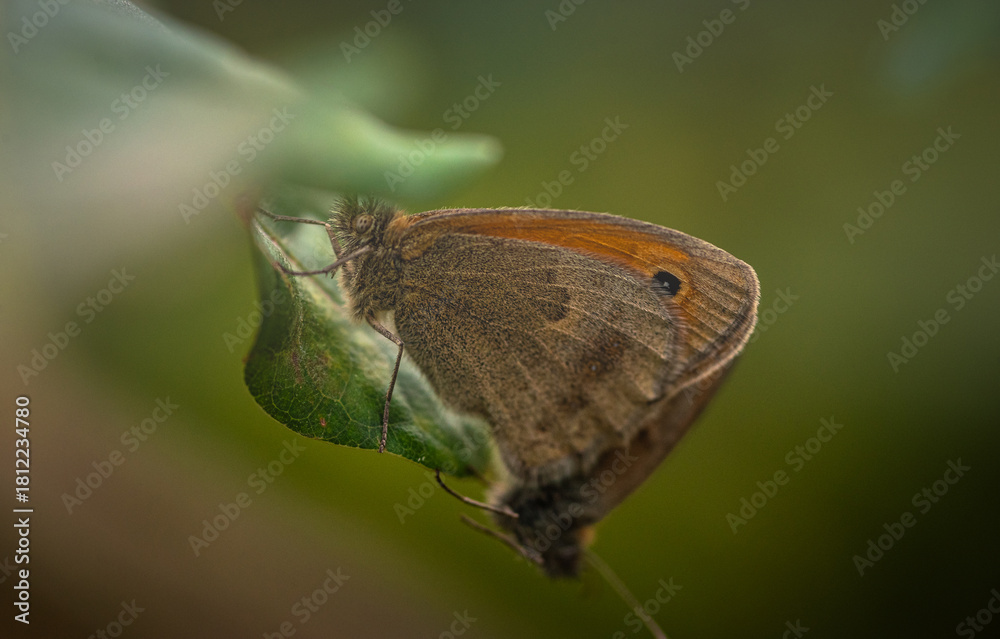 Fototapeta premium Butterfly