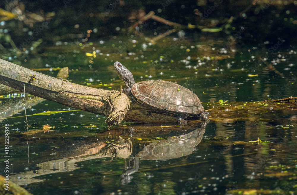 Obraz premium Turtle