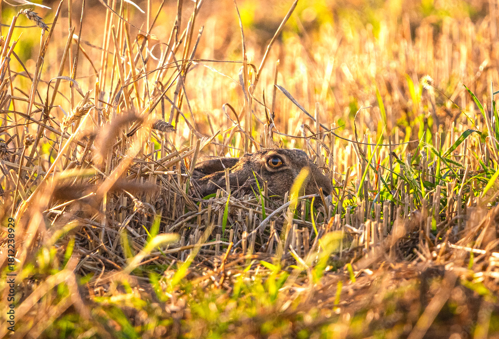 Fototapeta premium hedgehog