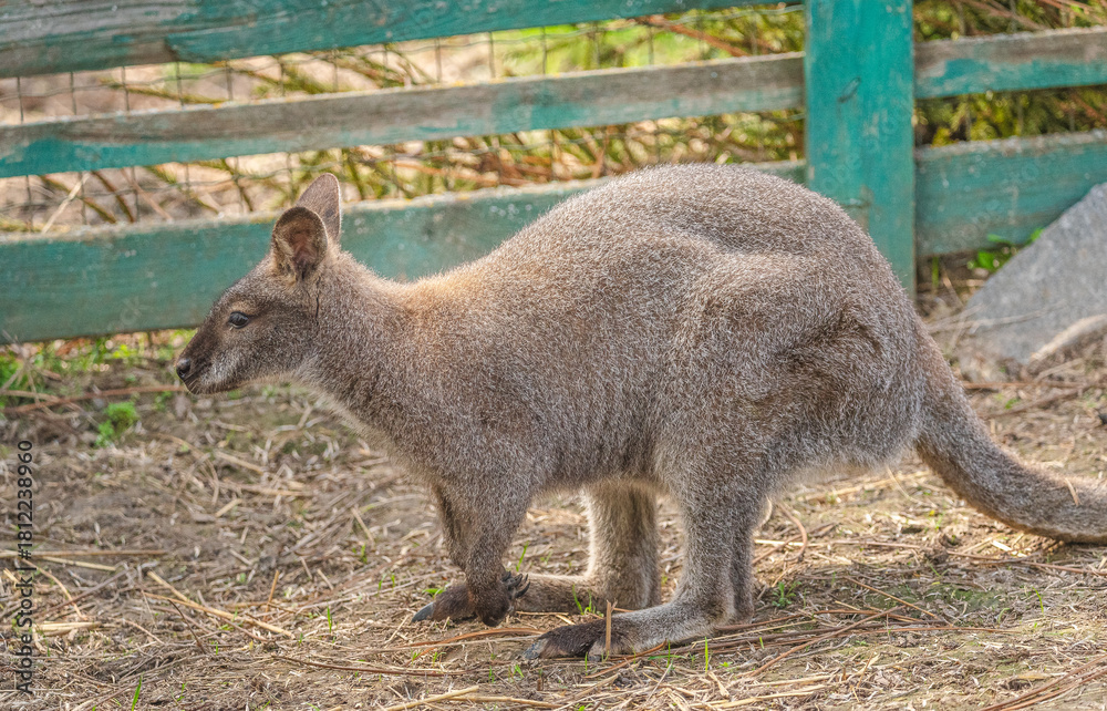 Obraz premium Kangaroo