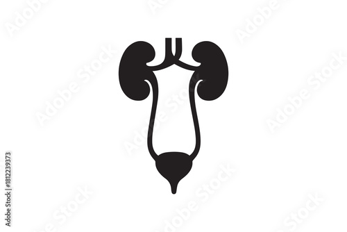 Human Urinary System Kidneys And Bladder Art Kidney And Bladder Anatomy Silhouette Vector Design