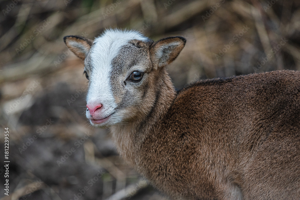 Fototapeta premium Roe