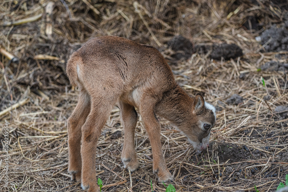 Fototapeta premium Roe