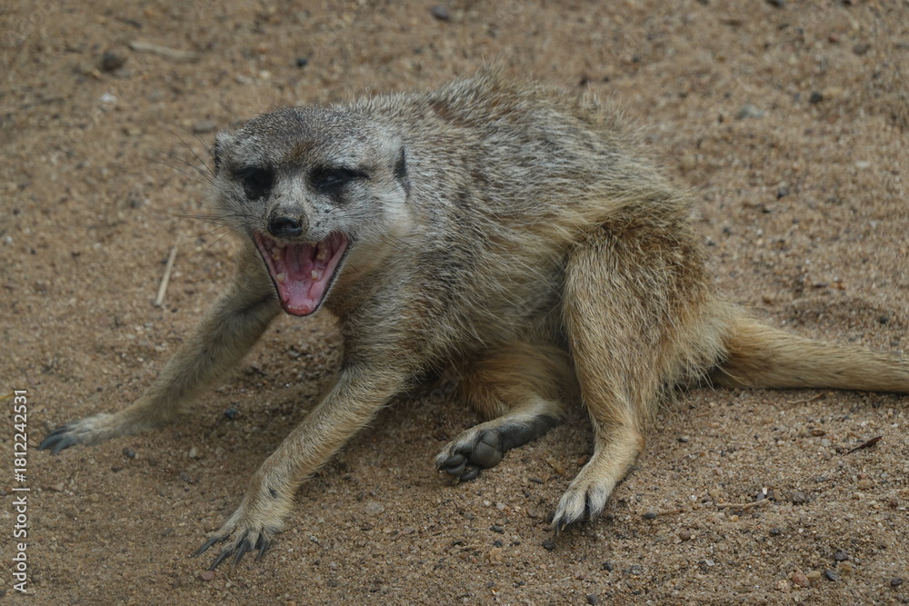 Fototapeta premium Meerkat yawning