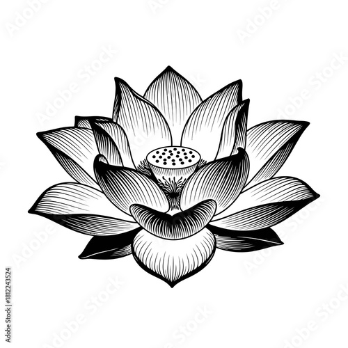 Detailed black and white lotus flower silhouette isolated on white background