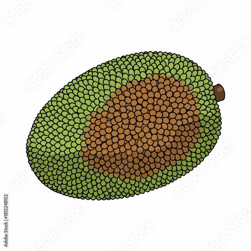 Jackfruit illustration, showing exterior detail and interior pulp on plain white background. Jackfruit graphic artwork highlights tropical fruit for use in various creative endeavors.
